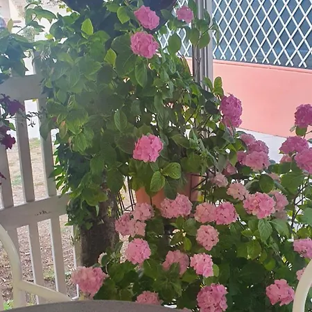 Eleonora * רימיני