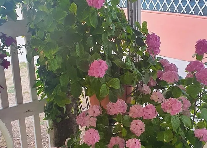 Eleonora * רימיני